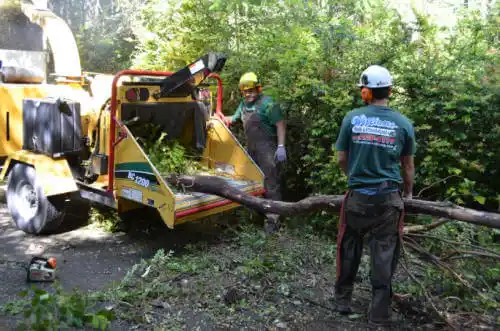 tree services St. Michael